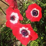 Anemone sightings on the Reaching for San Francisco's Rooftops #walk #sf #instagood #instaphoto #instagramers #instagramhub #flora #flowers #red
